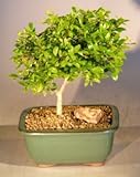 IMAGE OF Bonsai Boy's Flowering Tropical Boxwood Bonsai Tree - Medium neea buxifolia