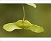 Photographic Prints of Field maple in fruit, with helicopter fruits from Ardea Wildlife Pets