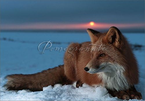 Red Fow Holiday Cards