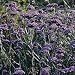 Verbena Bonariensis