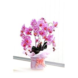 光触媒　胡蝶蘭(ピンク）