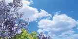 Jacaranda Tree Skypanels; Fluorescent Light Diffuser