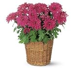 Teleflora's Purple Chrysanthemum
