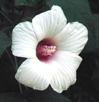 Hibiscus Southern Belle Mix 25 Plants