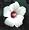 Hibiscus Southern Belle Mix 25 Plants
