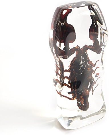 3D Insect Specimens,Kouber Real Scorpions PaperWeight,4"x1.5"x1"