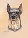 schnauzer6 - Schnauzer Playing Cards Art by Robert May