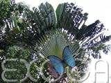 Eigenschaften Exoga  / Baum des Reisenden Ravenala madagascariensis 5k Samen