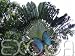 Baum des Reisenden Ravenala madagascariensis 5k Samen
