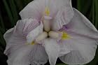 Iris Ensata Hatsu Kagami -Hatsu Kagami Japanese Iris- Pot size #1 gal.