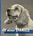 Oh diese Spaniels - Porträt einer Hunderasse in 34 Fotos bei Bücher zum Namen: 41xxHNKiwZL._SL75_