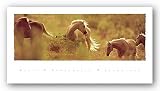 Palominos by David R. Stoecklein 33.75x11.75 Art Print Poster