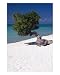 Eagle Beach with a Fofoti Tree Aruba Photographic Poster Print by George Oze, 16x20