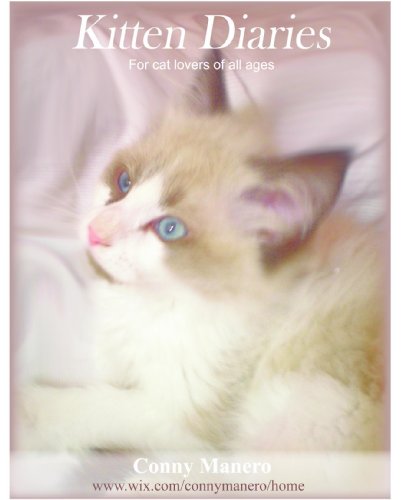 kittens for adoption