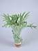 Close-Up of a Staghorn Fern Plant (Platycerium Superbum) Photographic Poster Print by G. Cigolini, 12x16