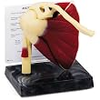 Nasco Muscled Shoulder Model - Model SB35469U - Each
