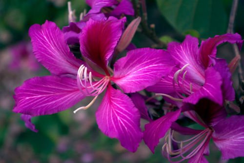 Purple Orchid Tree, Bauhinia Purpurea, 5 Tree Seeds