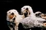(24x36) Two Sea Otters Animal Print Poster