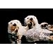 (24x36) Two Sea Otters Animal Print Poster