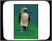 Decorated Mouse Pad with beak, feet, webbed, bird, animal, multicolored, white