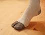 Tabi Socks, 6 pairs