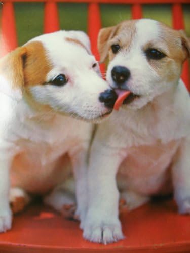 Animal Folder 2 Pack ~ Puppy Kisses (All Licks, Chocolate Lab at Rest)