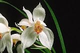 Cym erythrostyllum