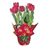 Red Christmas Tulip Plant in Christmas Wrap