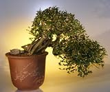 Bonsai Boy's Chinese Elm Bonsai Tree Cascade Style<br><i>(ulmus parvifolia)</i>