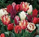 Big Save Red Passion Mix Tulip Seed Pack by PG SEEDS