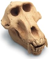 Baboon Skull Antique Finish