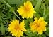 3,000 Perennial Tickseed Flower Seeds with Free Shipping