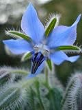 Wallmonkeys Peel and Stick Wall Decals - Borage - 24"H x 18"W Removable Graphic