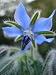 Borage - 24