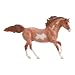 Pinto - Red Roan