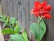 Red Canna Five Gallon Plant