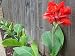 Red Canna Five Gallon Plant