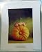 Anne Geddes Print Sleeping Baby on a Pumpkin
