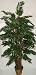 62 Deluxe Tropical Parlour Palm Tree