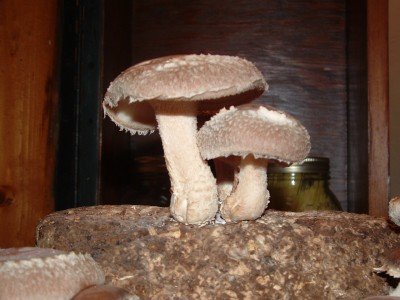 Shiitake Mushroom Log Grow Kit