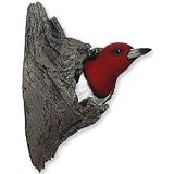 Red-headed Woodpecker