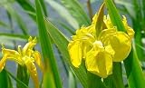 Yellow Flag Iris Pseudacorus 15 Seeds