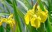 Yellow Flag Iris 15 Seeds-Iris pseudacorus-Aquatic