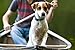 Lupine Small Dog Collar 3/4
