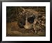 Close view of the fossilized skull of a Homo erectus found in Java National Geographic Collection Framed Art Poster Print by Kenneth Garrett, 31x25