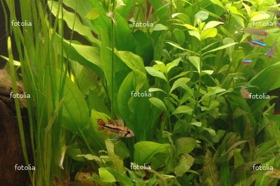 Wallmonkeys Peel and Stick Wall Graphic - Aquarium Plants and Fish - 24