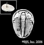 Trilobite Tie Tack - Sterling Silver Fossil Jewelry