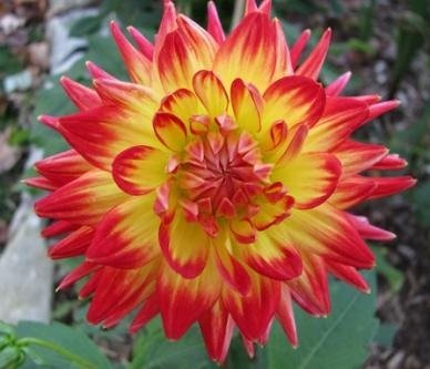 Karma Bon Bini Dahlia Flower Seeds 50 Stratisfied Seeds