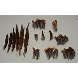 Red Golden Pheasant Feathers