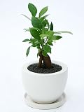 【いい庭／観葉植物】【多幸の木】ガジュマル小（ホワイトボール）ｓ
